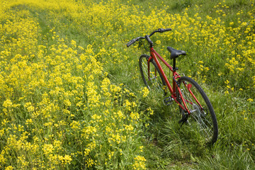 Fototapeta premium 赤い自転車と菜の花