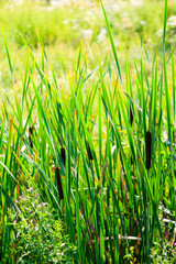 Obraz premium View of the Typha latifolia