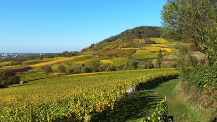 Fototapeta na wymiar Wunderbare Herbstlandschaft in den Weinbergen