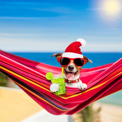 dog on hammock on summer christmas holidays