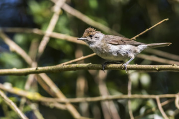 Dorngrasmücke (Sylvia communis)