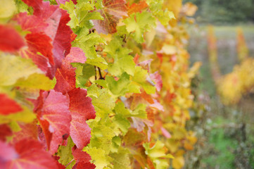 Buntes Laub im Weingarten im Herbst