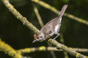 Dorngrasmücke (Sylvia communis)