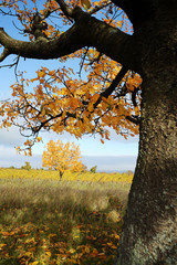 Kirschbaum und Felder mit bunten Blättern im Herbst