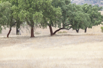 Landescape of Alentejo