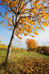 Fototapeta na wymiar Landschaft im Herbst mit bunten Kirschbäumen