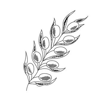 Olive branch with berry and leaf diet plant superfood ingredient. Natural organic hand drawn vector sketch illustration. Isolated on white background. Olive black, green, oil.