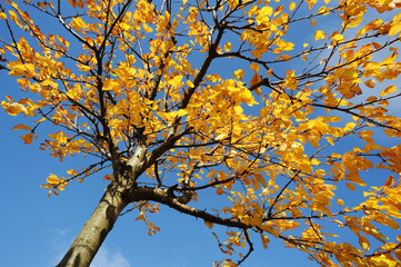 Bunte Blaetter am Kirschbaum im Herbst