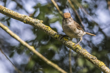 Dorngrasmücke (Sylvia communis)