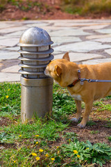 Nice chihuahua dog sniffs a lamppost in a park