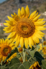 Fototapeta premium Sunflowers