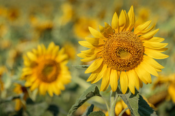 Fototapeta premium Sunflowers
