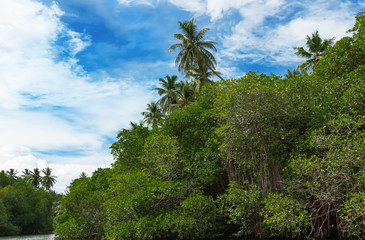 Fototapeta na wymiar Tropical palm forest on the river bank.