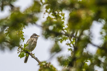 Dorngrasmücke (Sylvia communis)