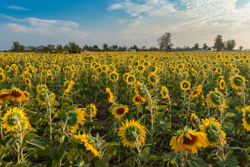Obraz premium Sunflowers