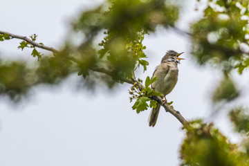 Dorngrasmücke (Sylvia communis)
