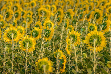 Sunflowers