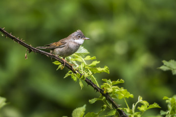 Dorngrasmücke (Sylvia communis)