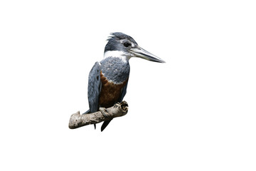 Ringed kingfisher, Megaceryle torquata