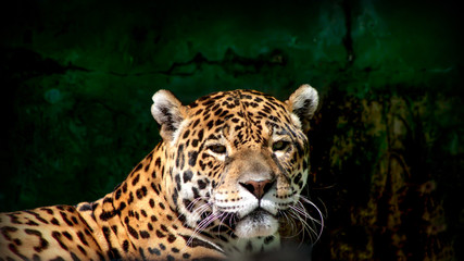 Close-up view of a Jaguar (Panthera onca) / jaguar/ feline/ clos