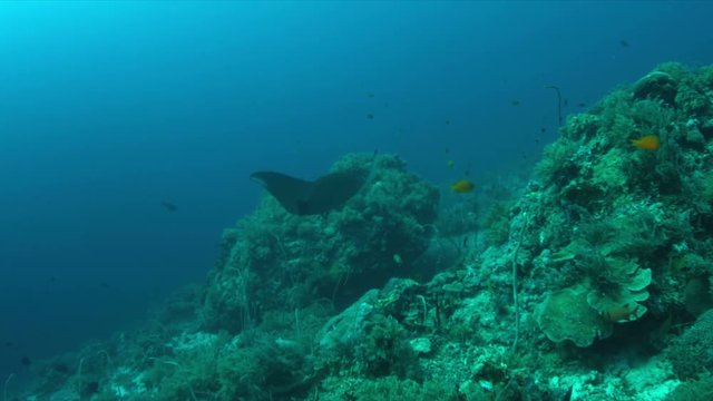 Manta ray swims on a coral reef. 4k footage