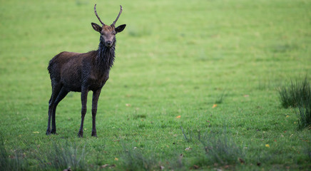 Young red deer stag in muddy condition in an open field 