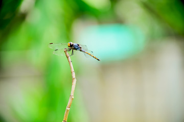dragonfly