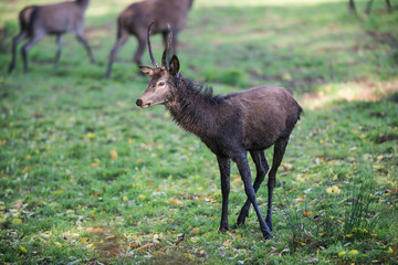 Young red deer stag in muddy condition