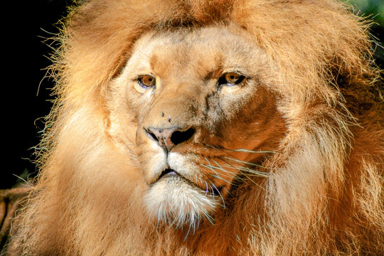 Portrait of huge beautiful male African Lion