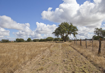 Landescape of Alentejo