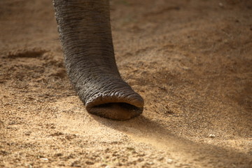 R&uuml;ssel vom Elefant
