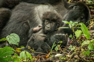 Baby Mountain gorilla laying with his mother in the leaves.