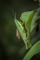 grasshopper