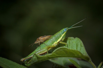 grasshopper