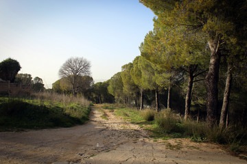 Fototapeta na wymiar Forest near Ronda, Spain