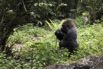 lonely big gorilla