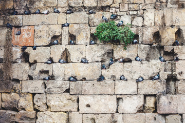 Pigeons on a stone wall