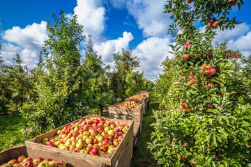 Altes Land © powell83