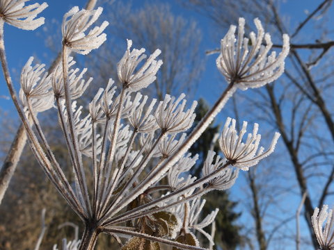 Snowy dry plant in winter.