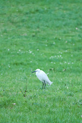 Egret (casmerodius albus)