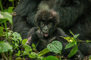 Baby Mountain gorilla laying with his mother in the leaves.