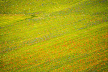 Castelluccio di Norcia