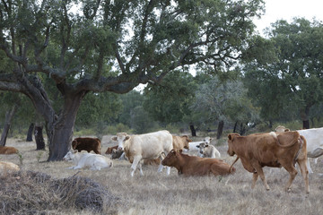 Obraz premium Landescape of Alentejo