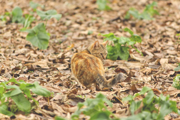 Fototapeta premium Cat in the autumn foliage