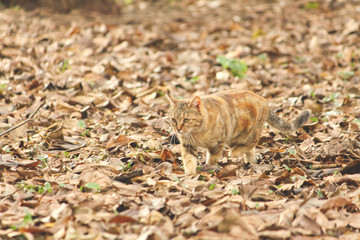 Cat in the autumn foliage
