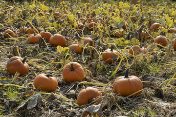 Pumpkin field