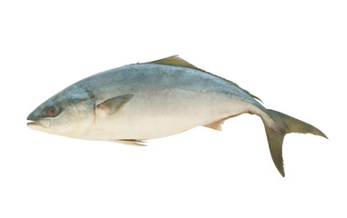 Yellowtail amberjack fish isolated on white background