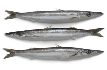 Fresh raw barracuda fish