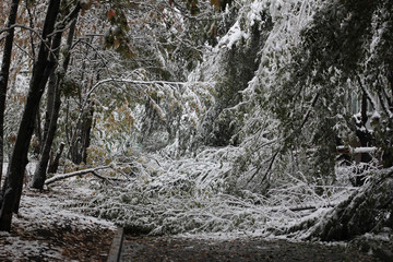 Проход закрыт, ветки деревьев обрушились под толстым слоем мокрого снега © alenuka