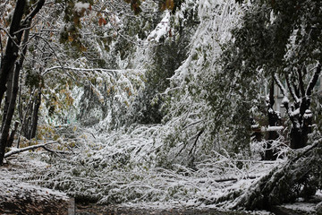 Проход закрыт, ветки деревьев обрушились под толстым слоем мокрого снега © alenuka